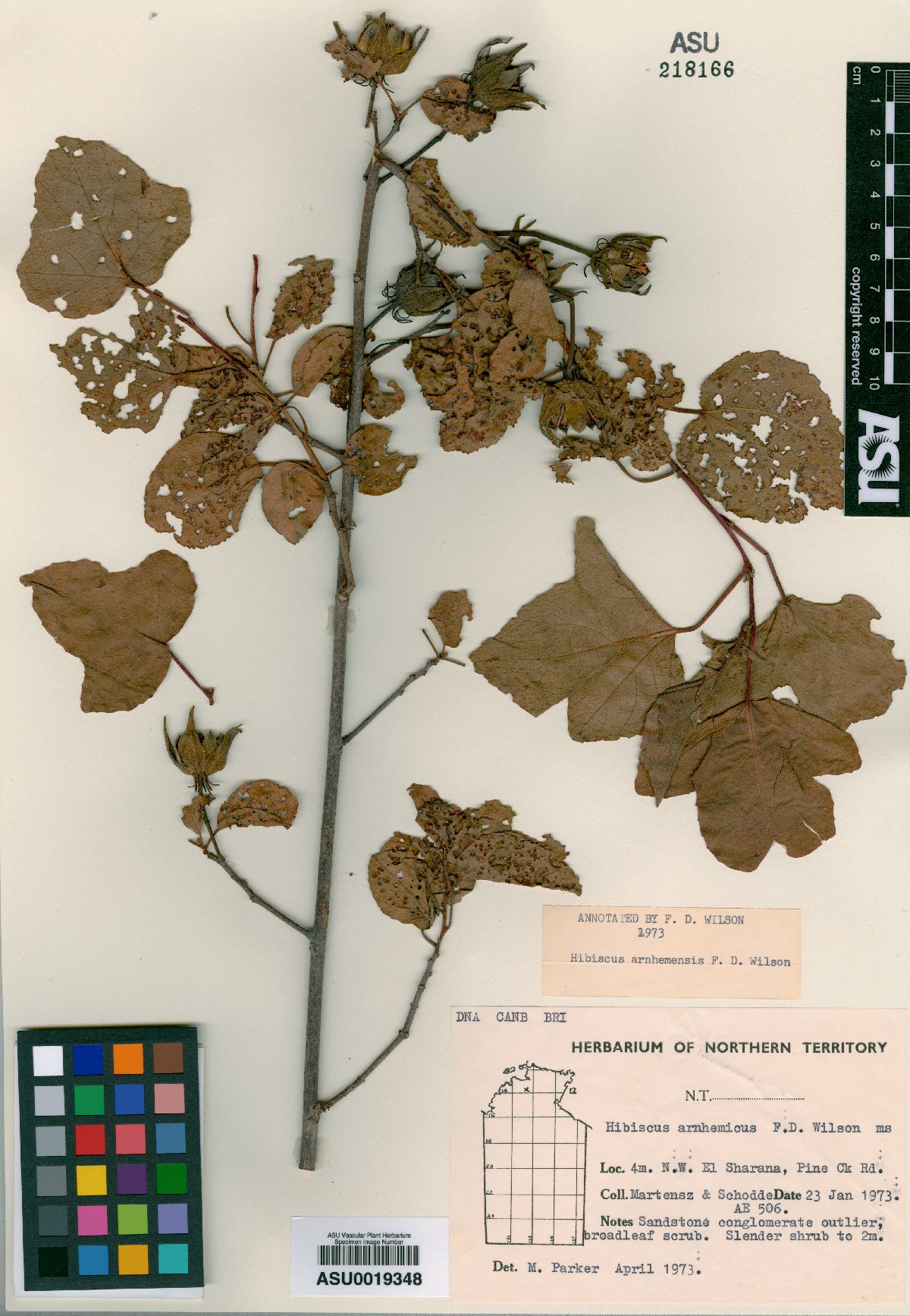 Hibiscus arnhemensis image