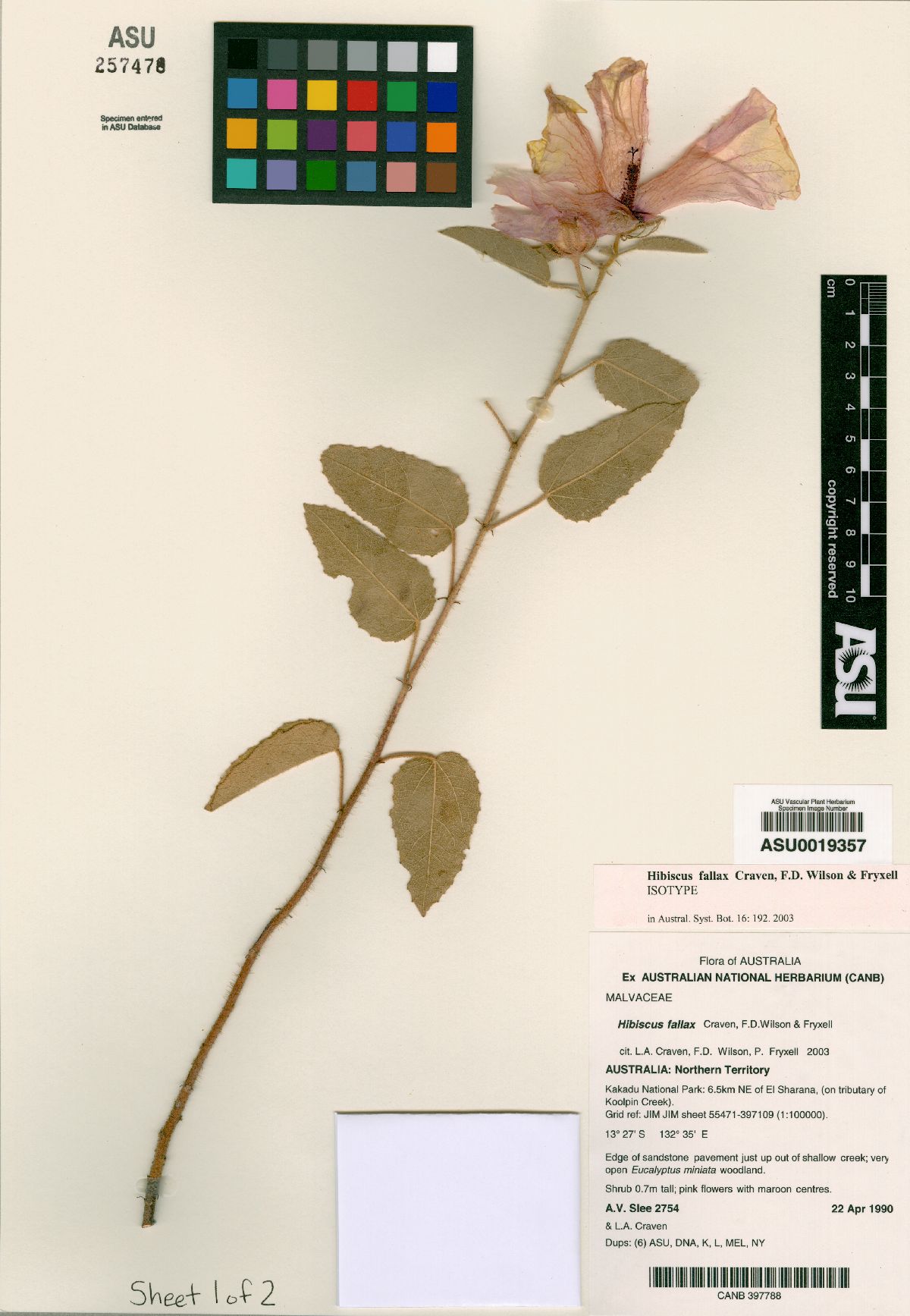 Hibiscus fallax image