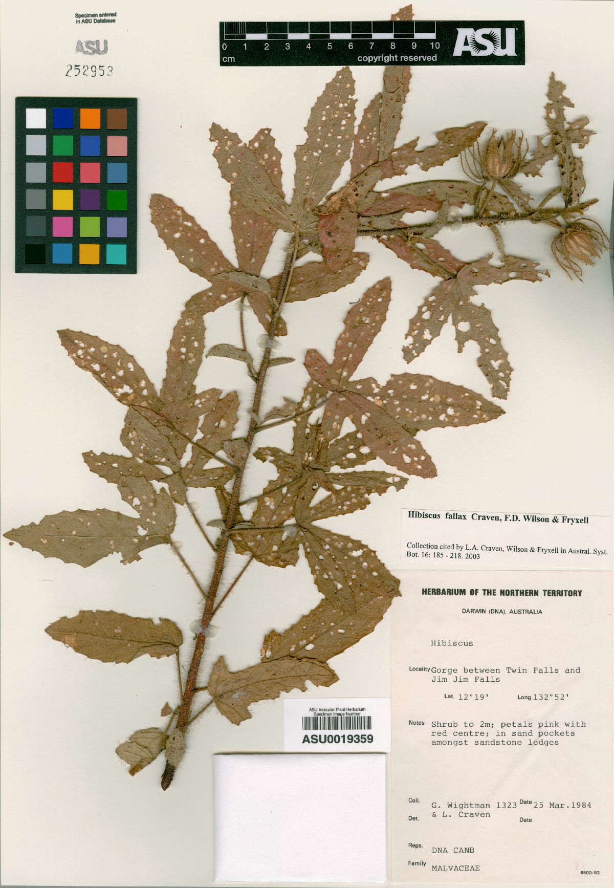 Hibiscus fallax image
