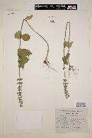 Image of Salvia leptostachys
