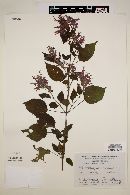 Salvia purpurea image