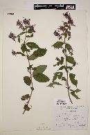 Salvia purpurea image