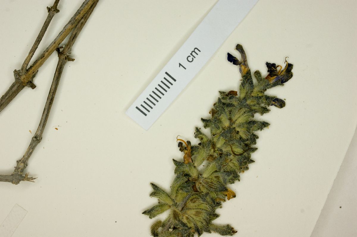 Salvia scorodoniaefolia image