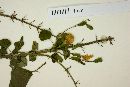 Salvia seemannii image