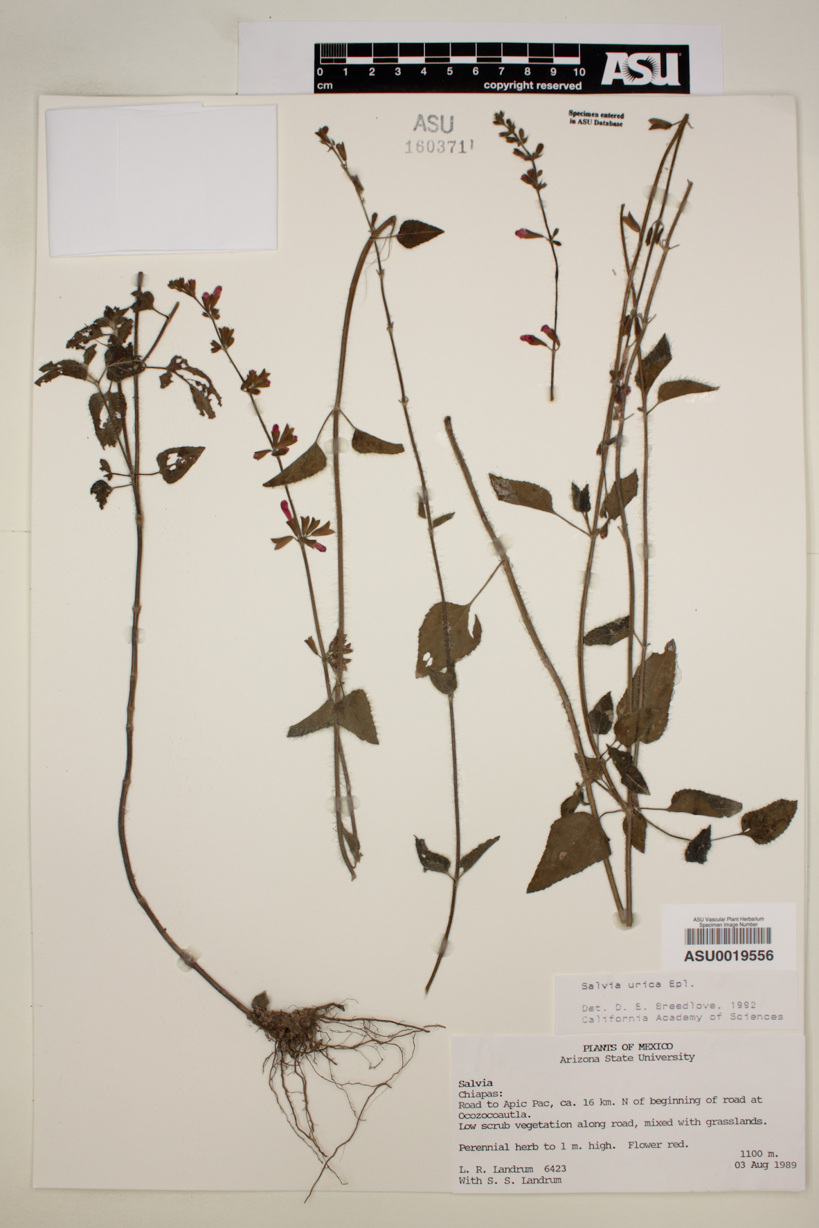 Salvia urica image