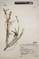 Salvia scoparia image
