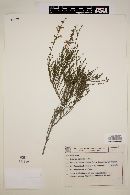 Salvia scoparia image