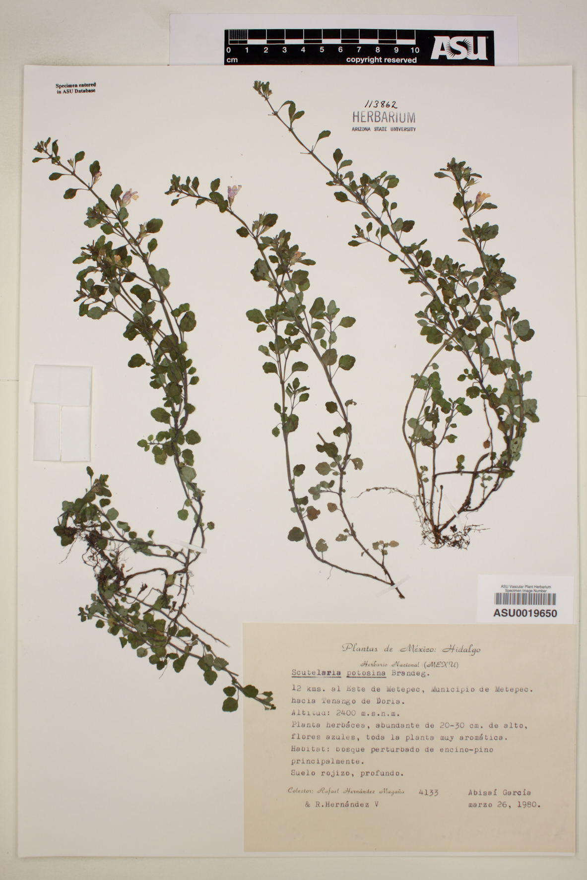 Clinopodium procumbens image