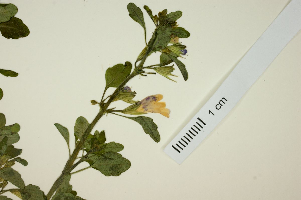 Clinopodium procumbens image