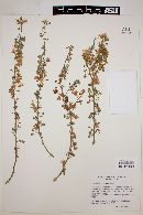 Parkinsonia florida image