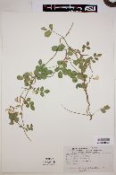 Chaetocalyx scandens image