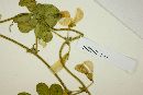 Chaetocalyx scandens image