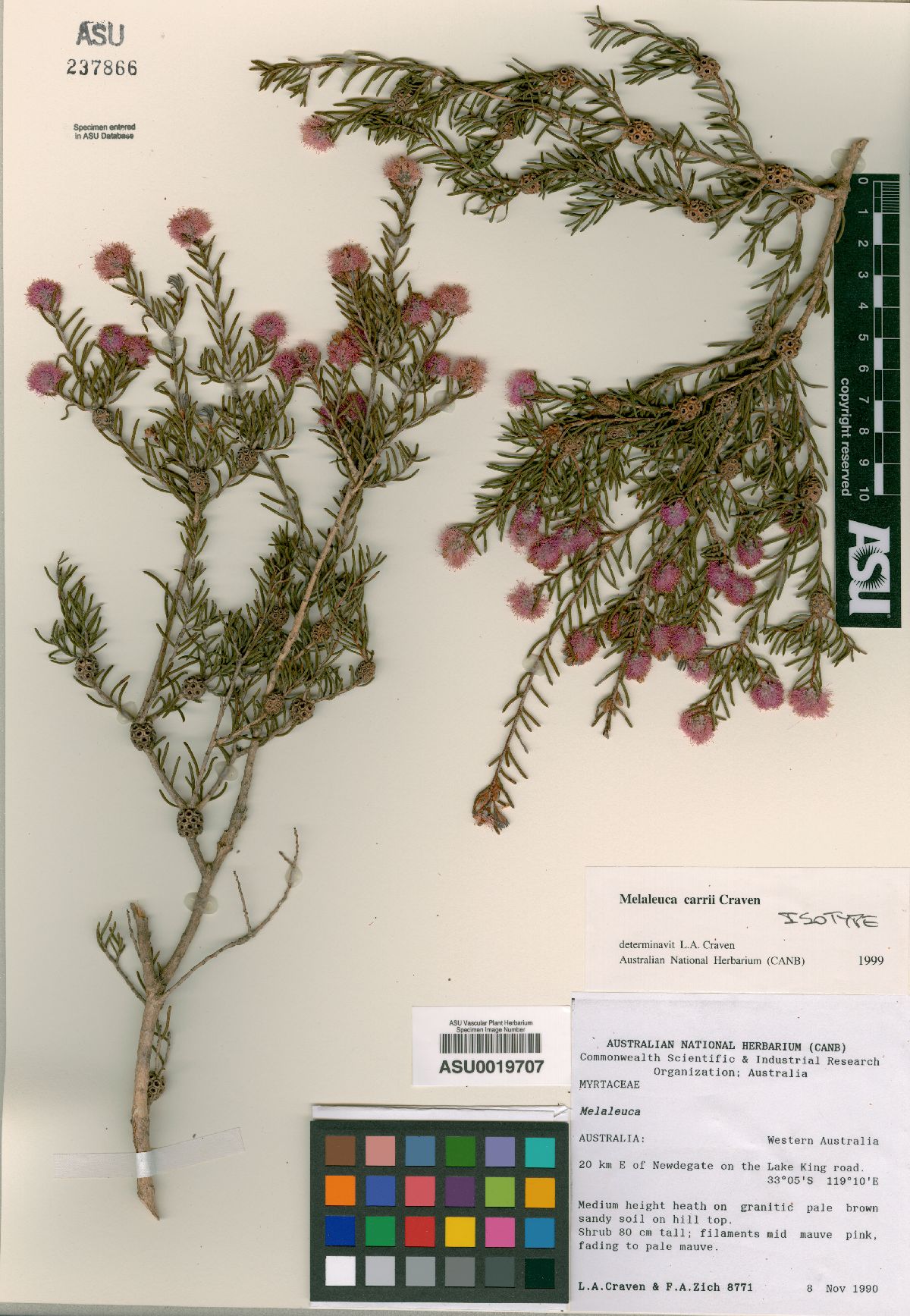 Melaleuca carrii image