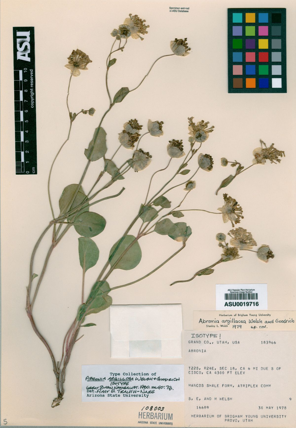 Abronia argillosa image