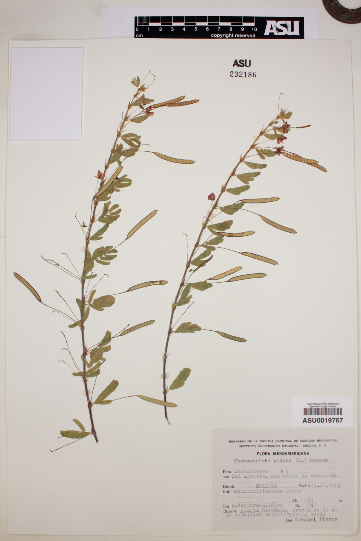 Chamaecrista pilosa image