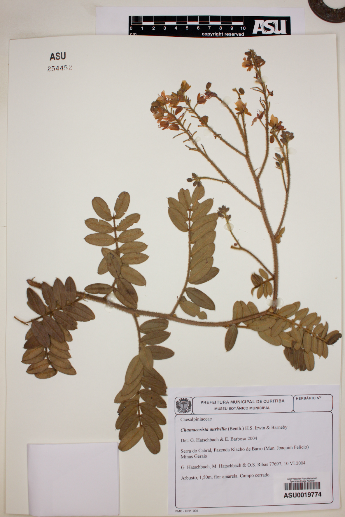 Chamaecrista aurivilla image