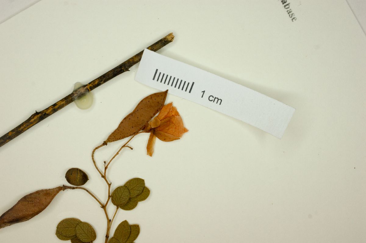 Chamaecrista benthamii image
