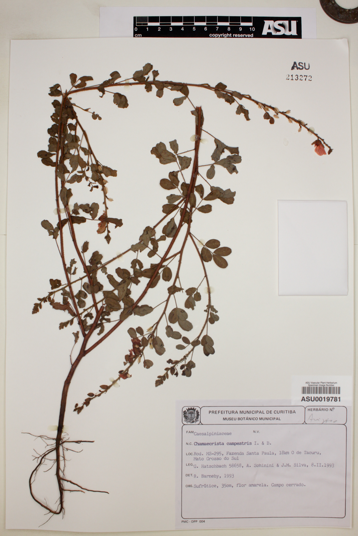 Chamaecrista campestris image