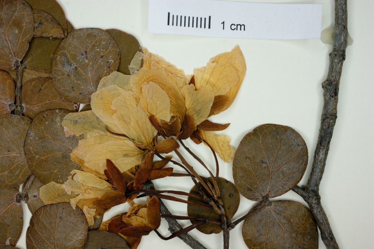 Chamaecrista cytisoides image