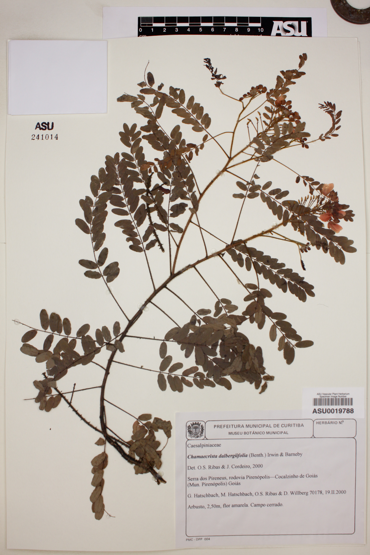 Chamaecrista dalbergiifolia image