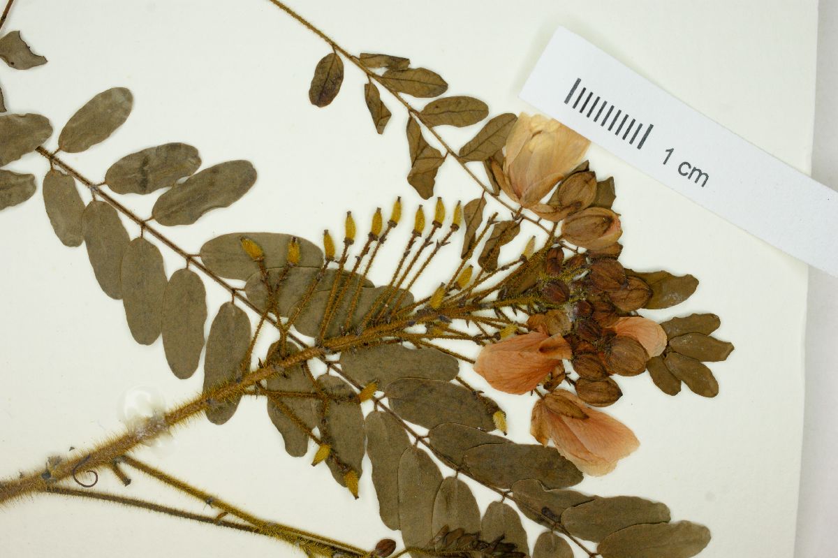 Chamaecrista dalbergiifolia image