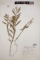 Chamaecrista nictitans subsp. patellaria image