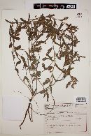 Chamaecrista nictitans subsp. patellaria image