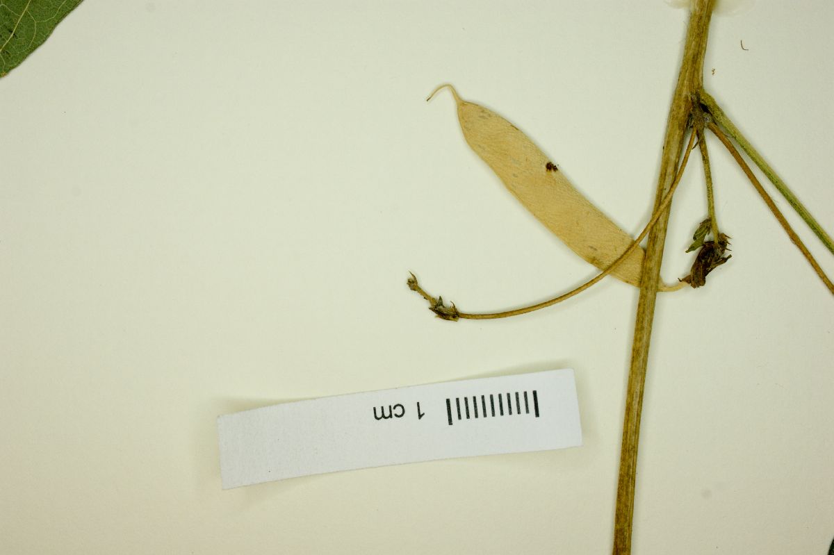 Clitoria monticola image