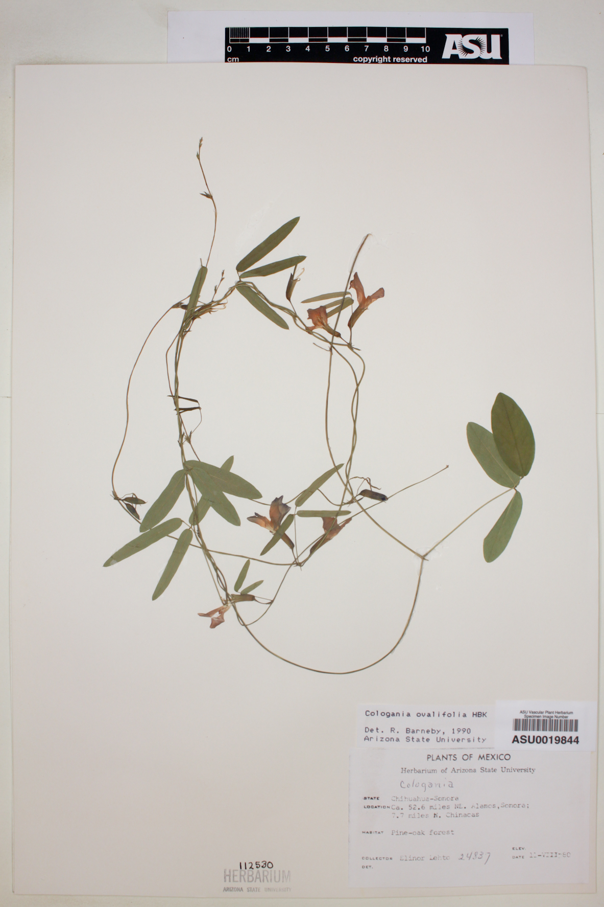 Cologania ovalifolia image
