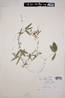 Image of Cologania ovalifolia
