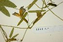 Cologania ovalifolia image