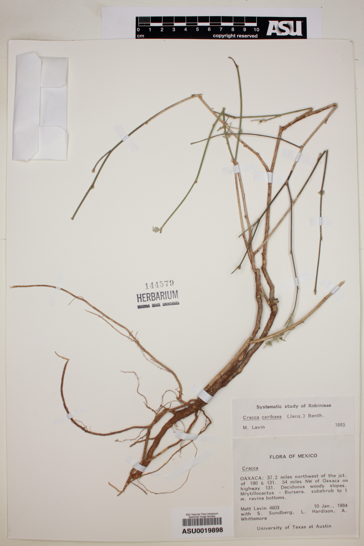 Coursetia caribaea var. caribaea image