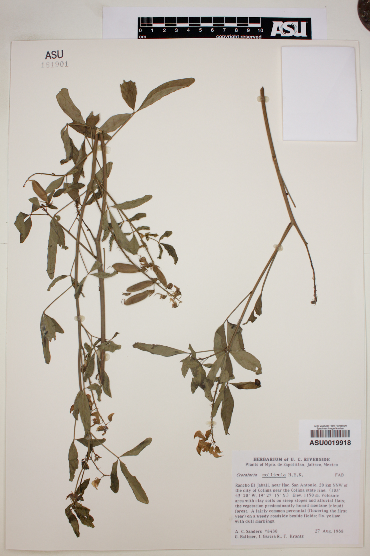 Crotalaria mollicula image