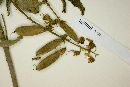 Crotalaria mollicula image