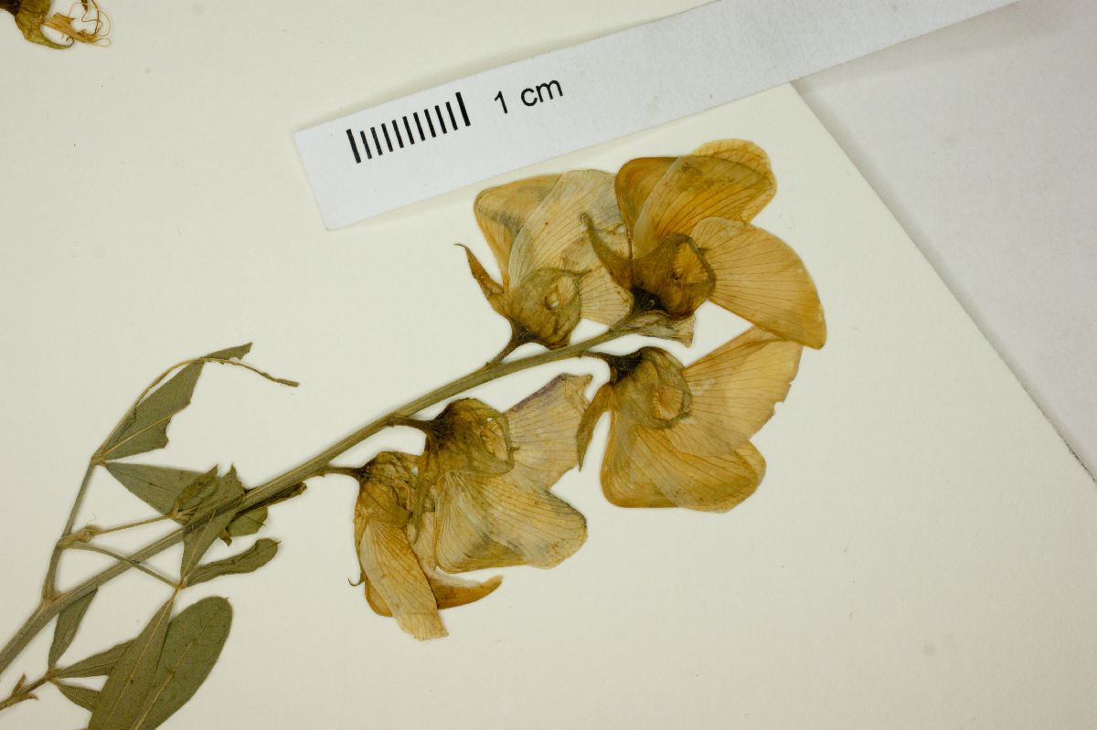 Crotalaria maypurensis image