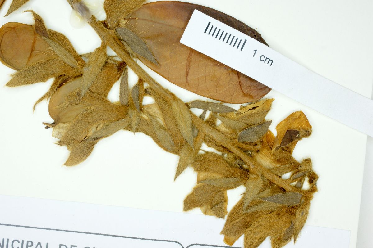 Crotalaria mohlenbrockii image