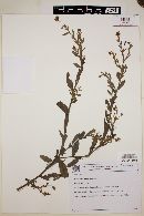 Crotalaria stipularia image
