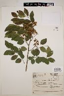 Dalbergia frutescens image