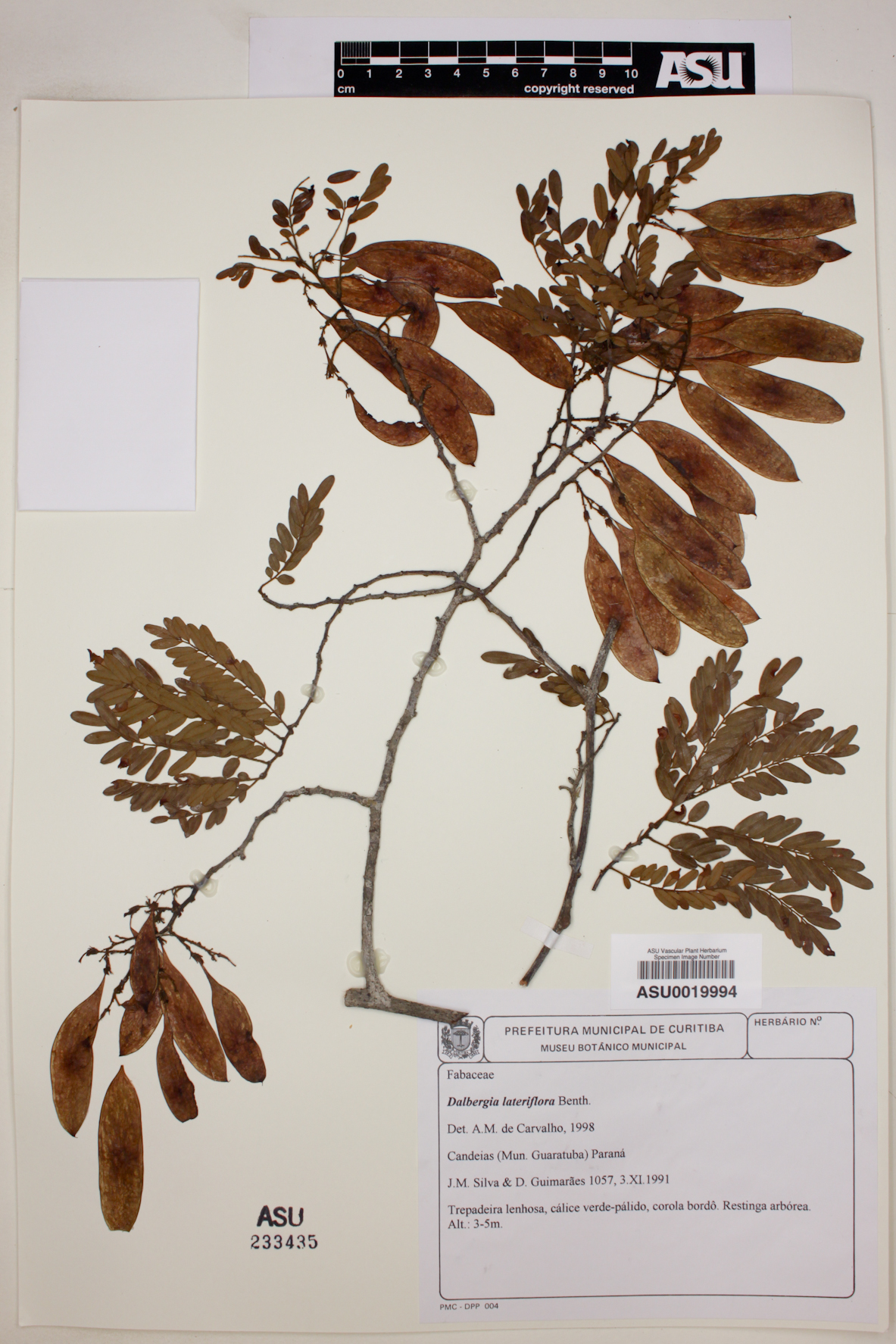 Dalbergia lateriflora image