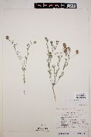 Dalea brachystachys image