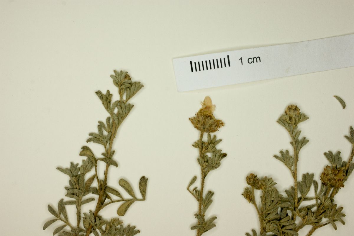 Dalea dorycnioides image