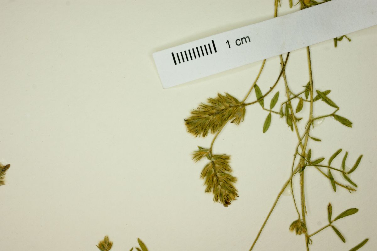 Dalea humilis image