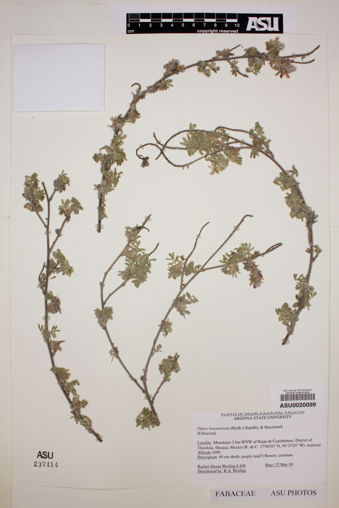 Dalea leucosericea image