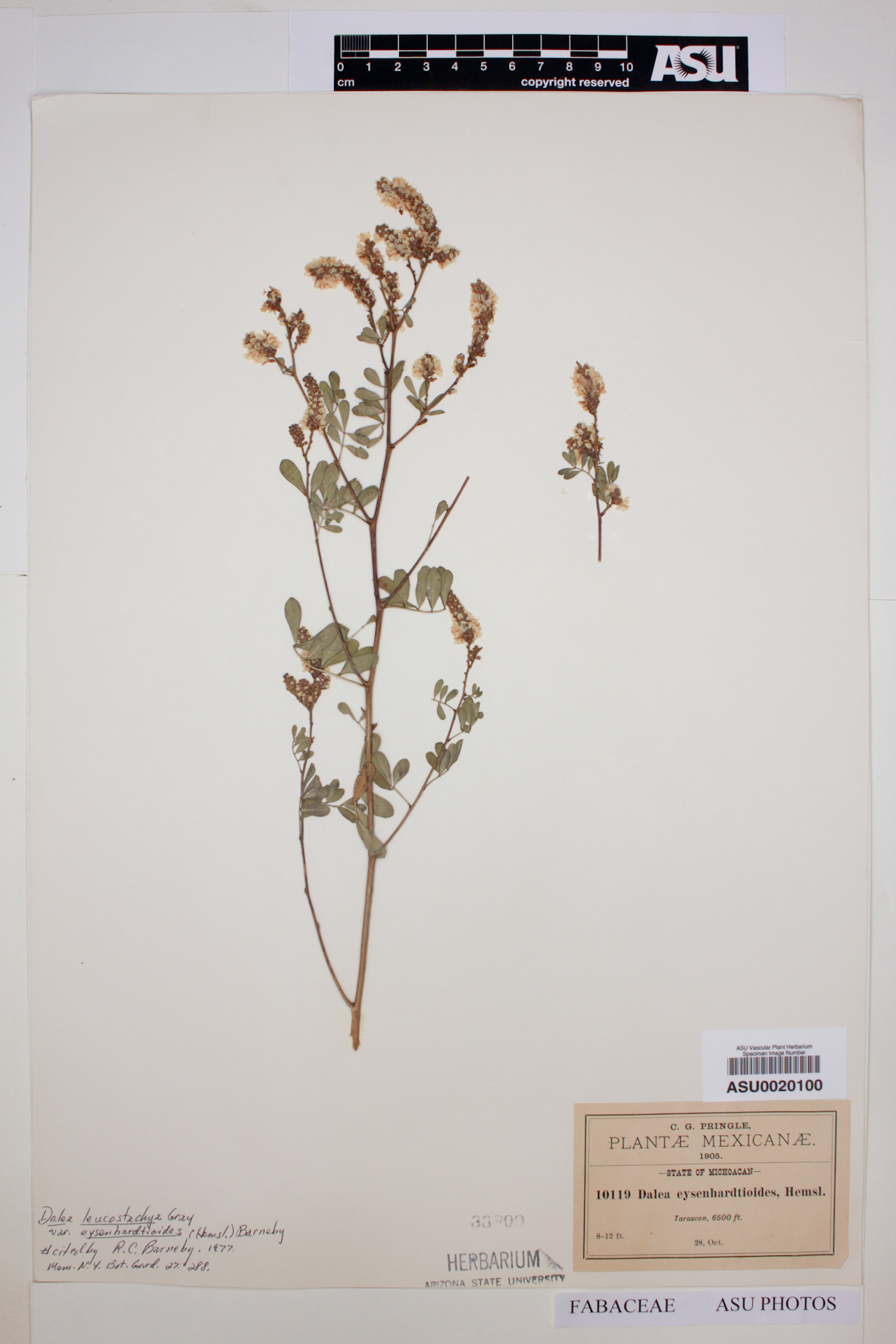Dalea eysenhardtioides image