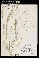 Eragrostis intermedia image