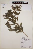 Bouvardia ternifolia image