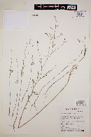 Epilobium brachycarpum image