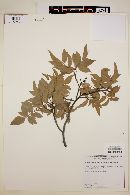 Rhus virens image