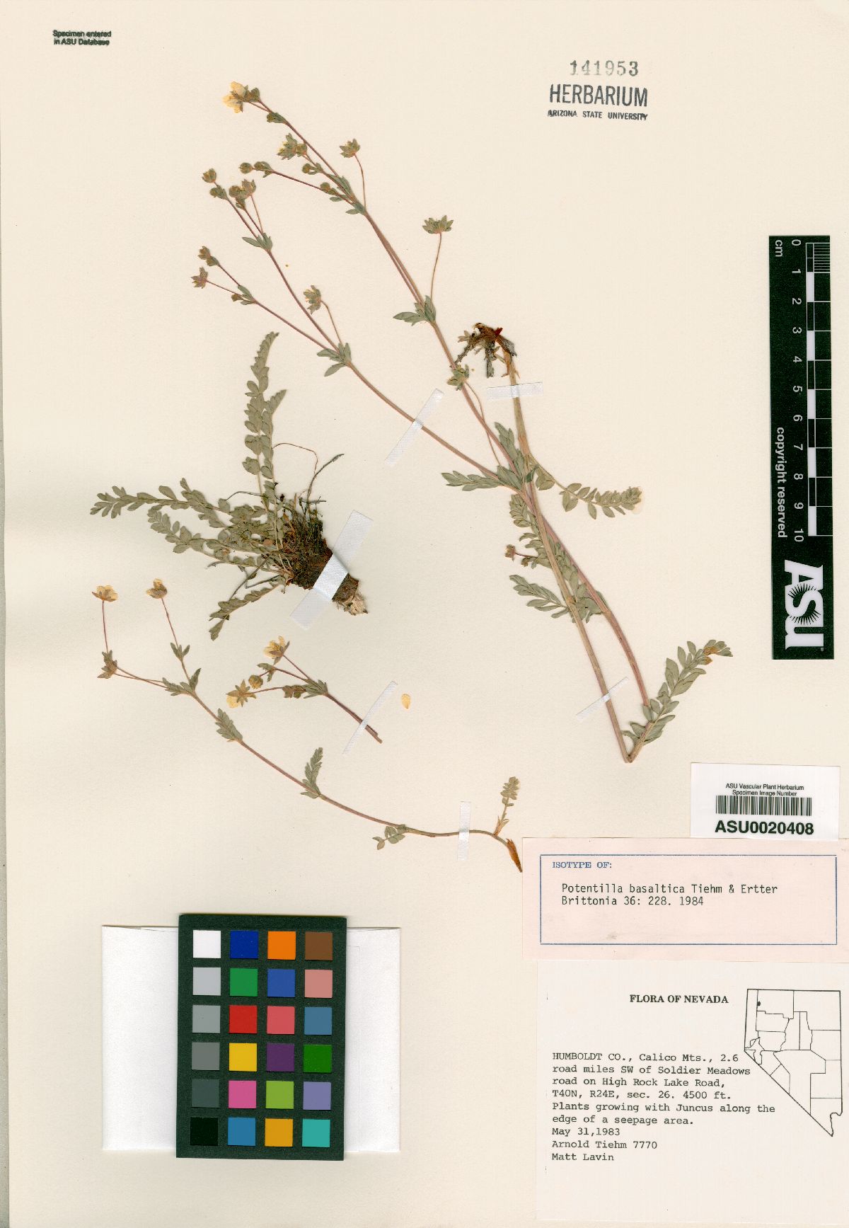 Potentilla basaltica image