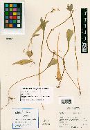 Claytonia palustris image